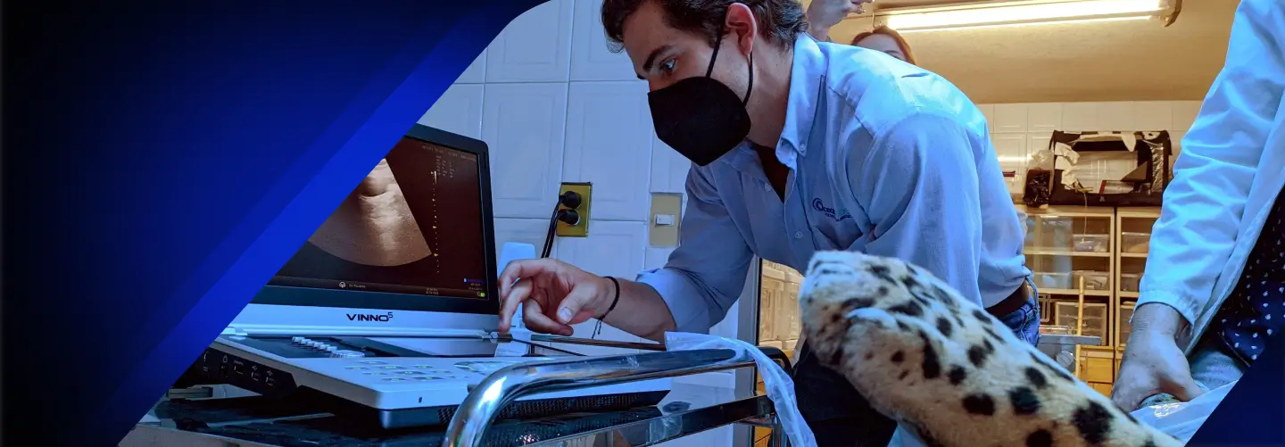 Blog 2-Ocean-Cómo un ecógrafo portátil veterinario puede mejorar la eficiencia en su clínica